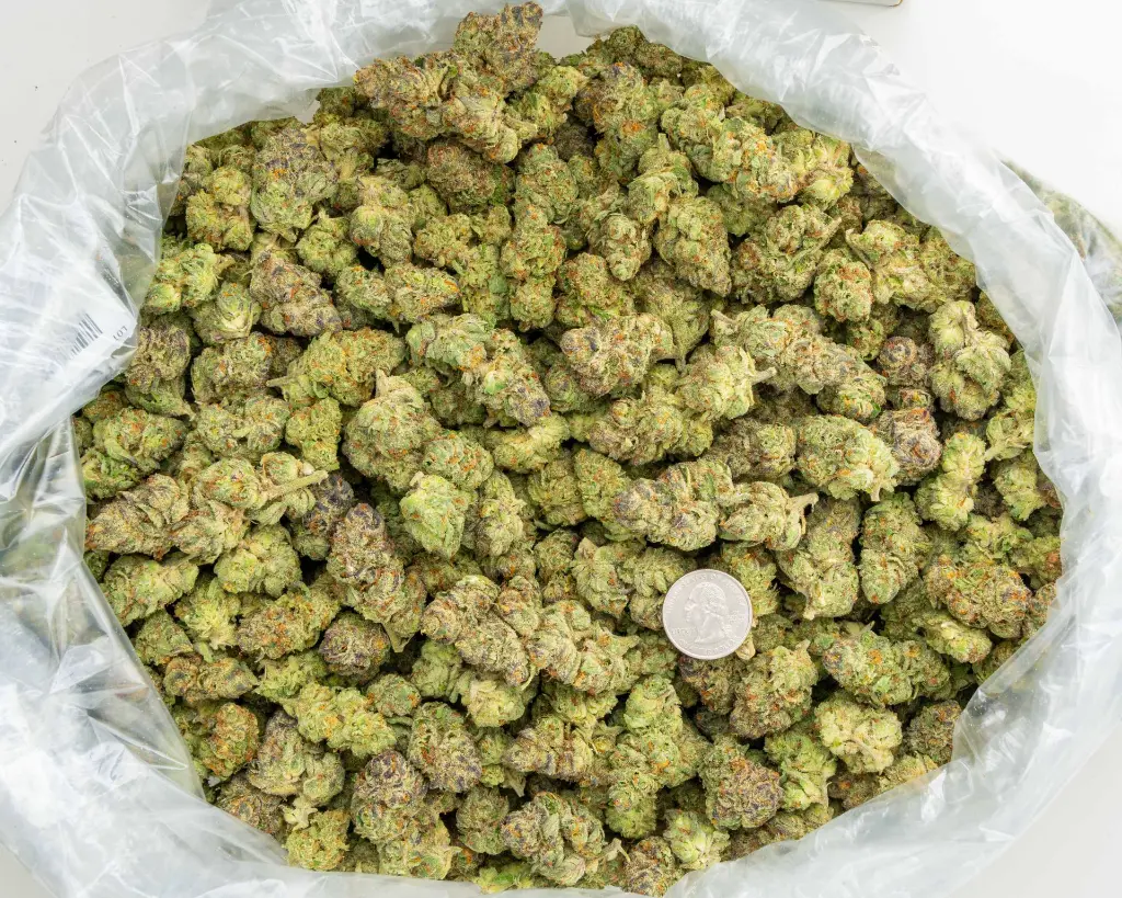 Blackberry Caviar Indoor -BAG- 101025.webp