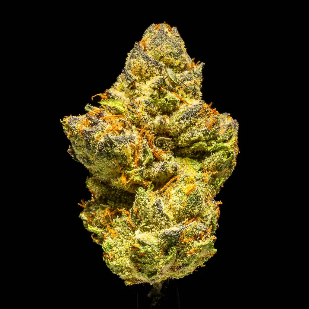 Blackberry Caviar Indoor -FLOAT- 101025.webp