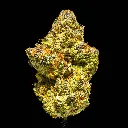 Blackberry Caviar Indoor -FLOAT- 101025.webp