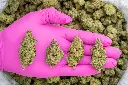 Lemon Cherry Gelato Indoor -PINK- 101025.webp