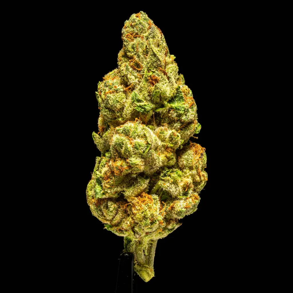 Lemon Cherry Gelato Indoor -FLOAT- 101025.webp