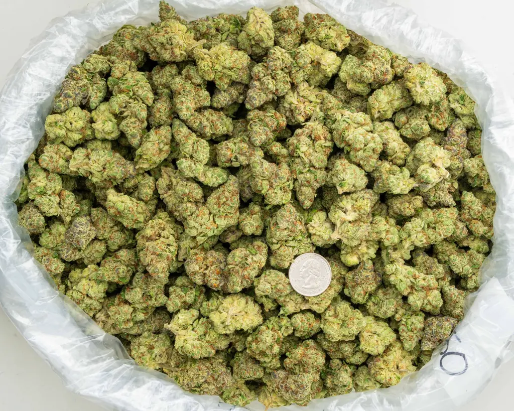 Lemon Cherry Gelato Indoor -BAG- 101025.webp