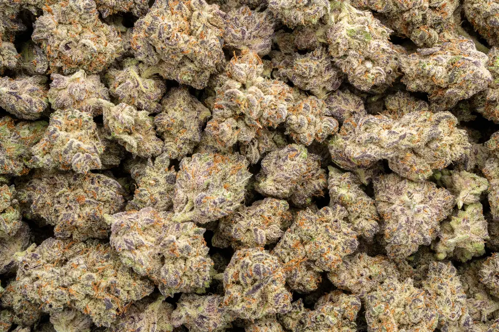 Hawaiian Snow Indoor