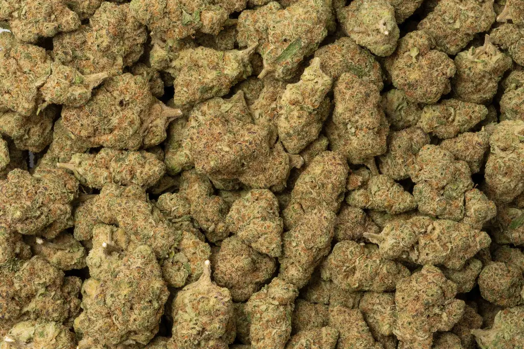 Jealousy Mintz Indoor