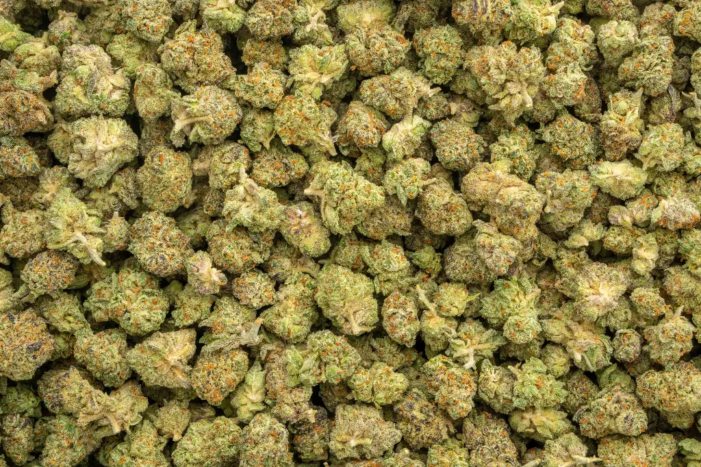 La Bomba Indoor Smalls