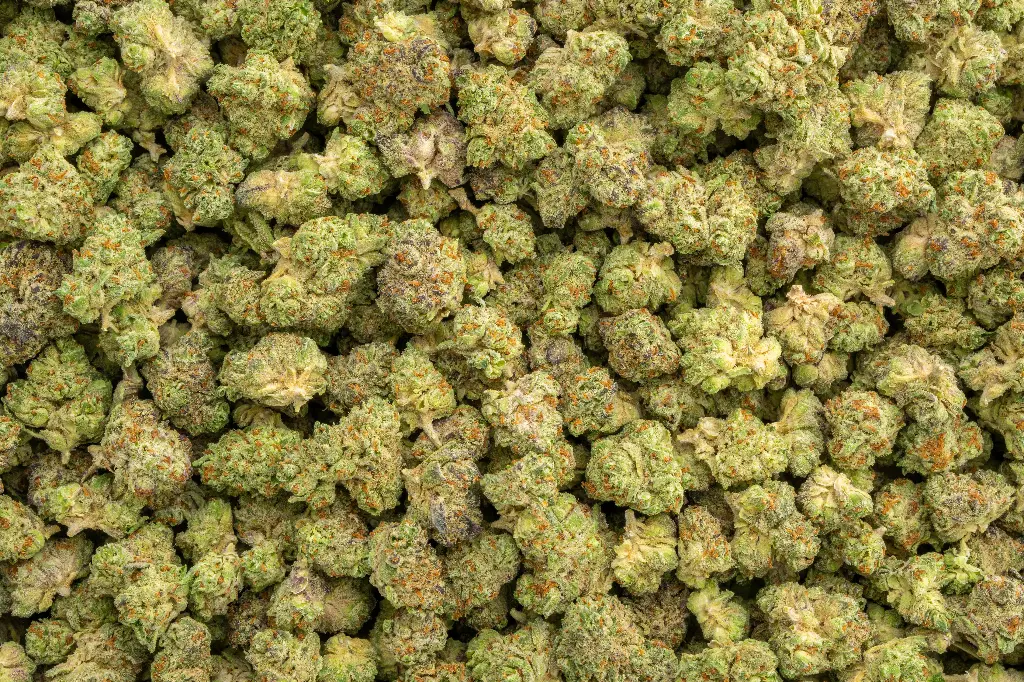 La Bomba Indoor Smalls