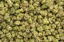 La Bomba Indoor Smalls