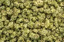 LA Pop Rocks Indoor Mediums