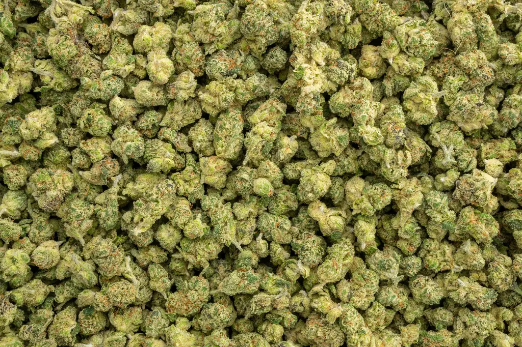 LA Pop Rocks Indoor Smalls