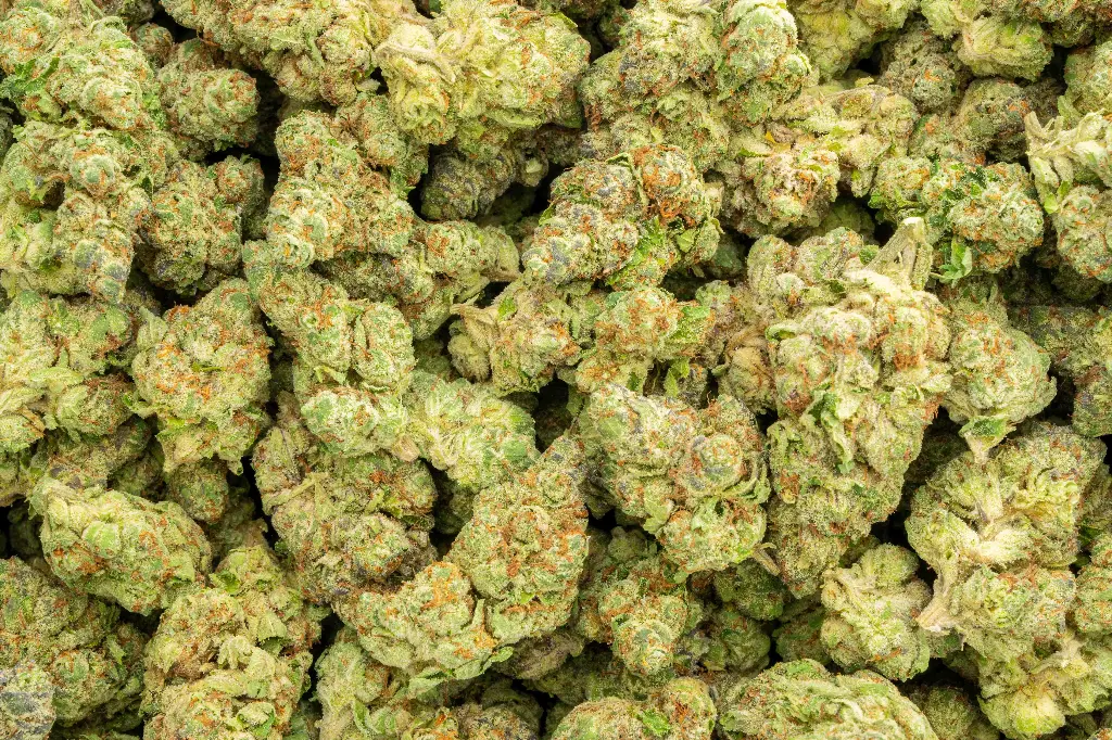 Lemon Cherry Gelato Indoor