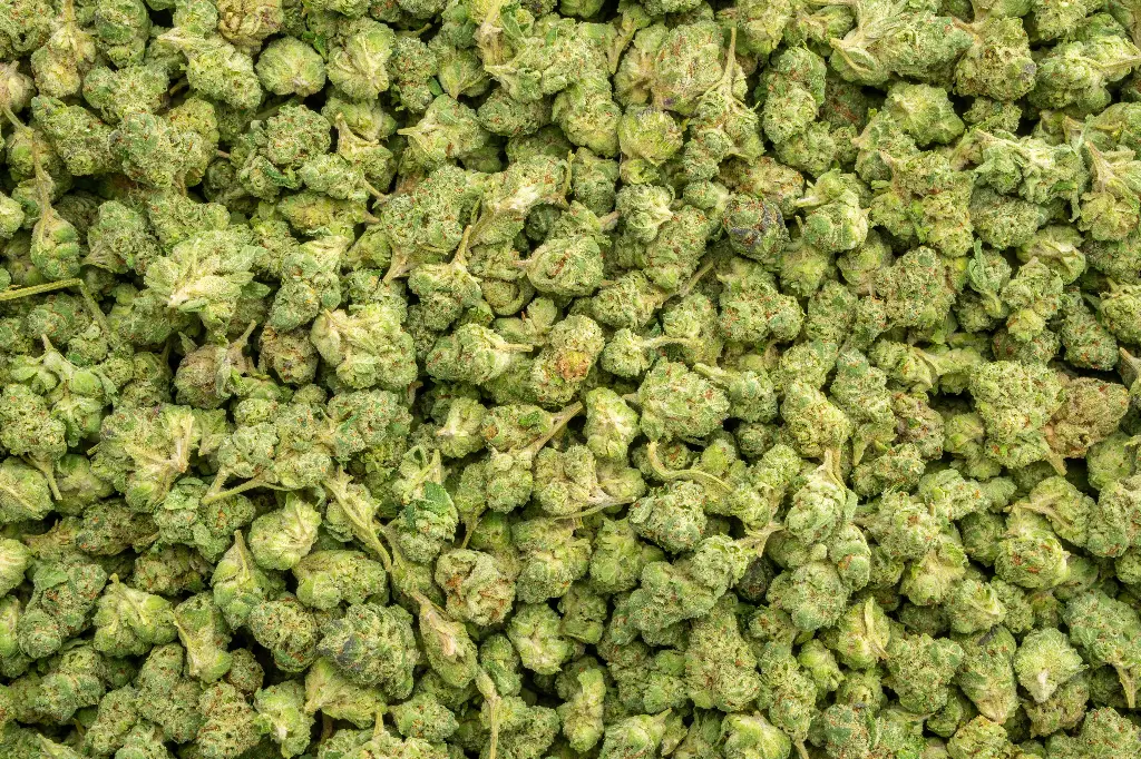 Lemon Cherry Gelato Indoor Smalls