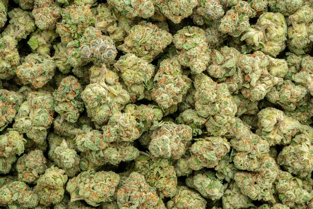 Lemon Cherry Gelato Indoor Smalls