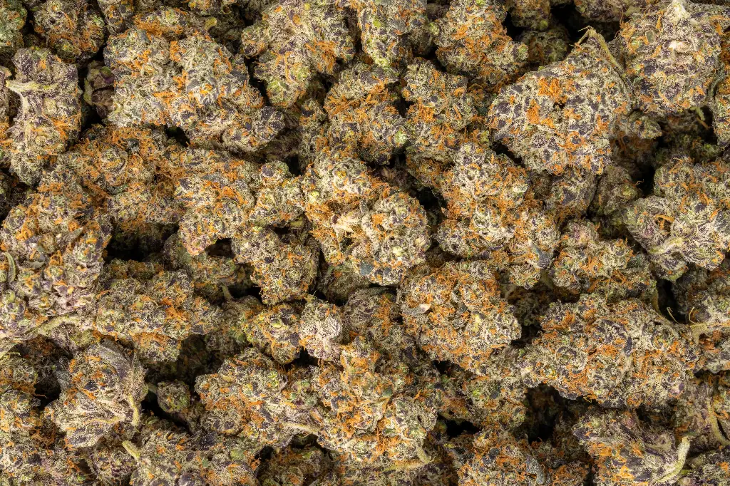 Lemon Slam Indoor
