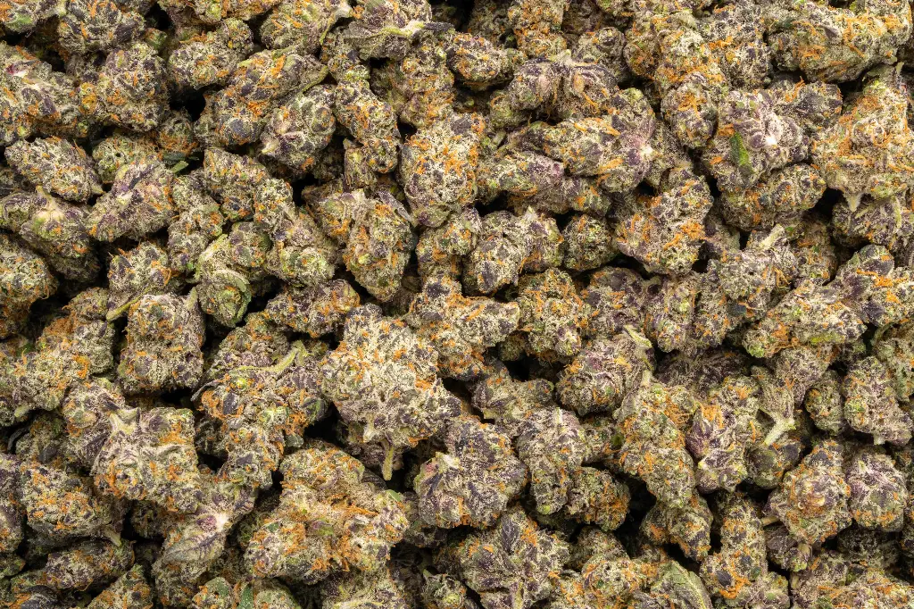 Lemon Slam Indoor Smalls