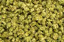 OG Kush Smalls