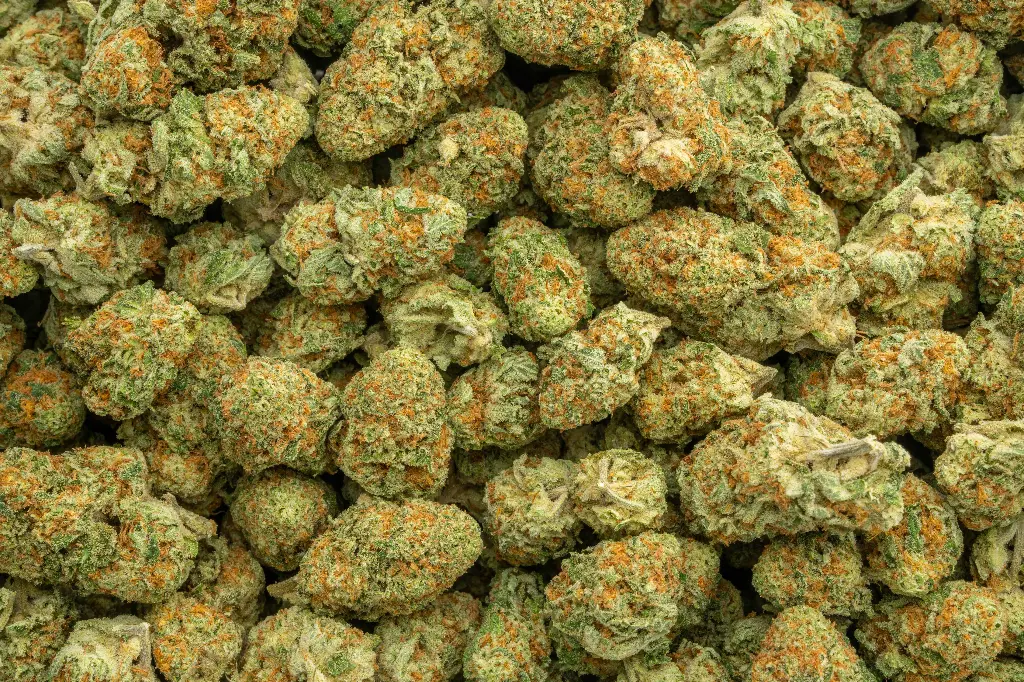 Orange Creamsicle Indoor