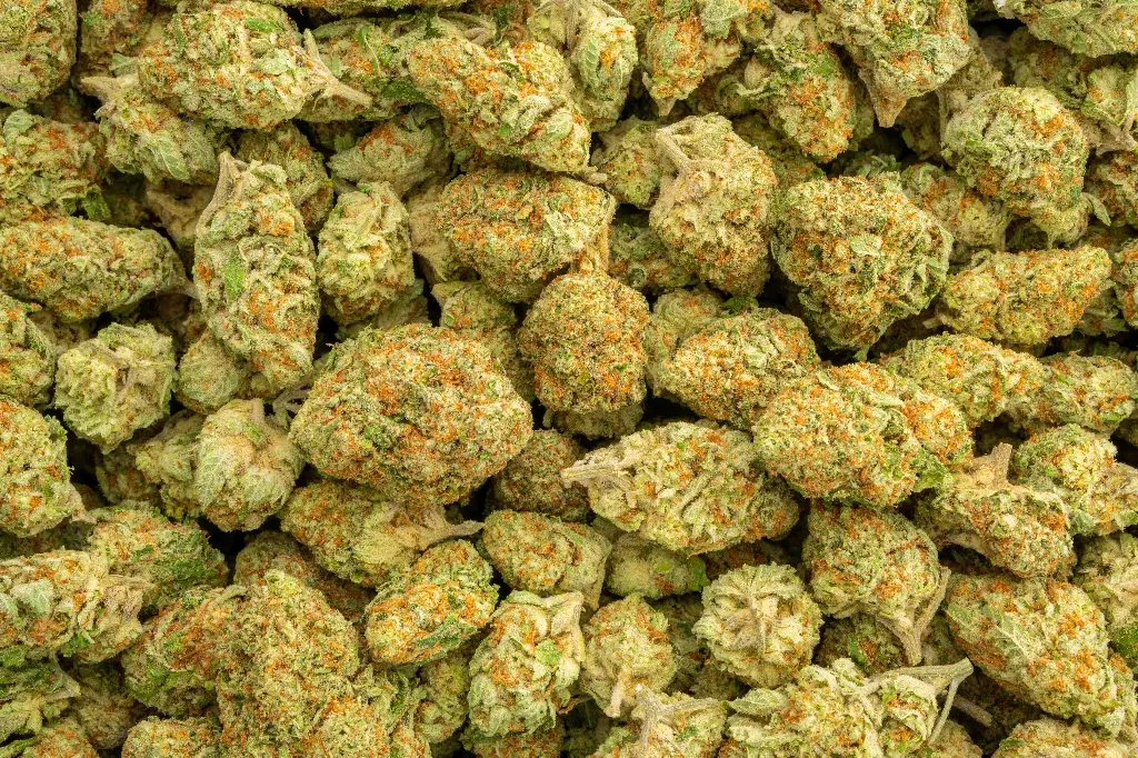 Orange Creamsicle Indoor