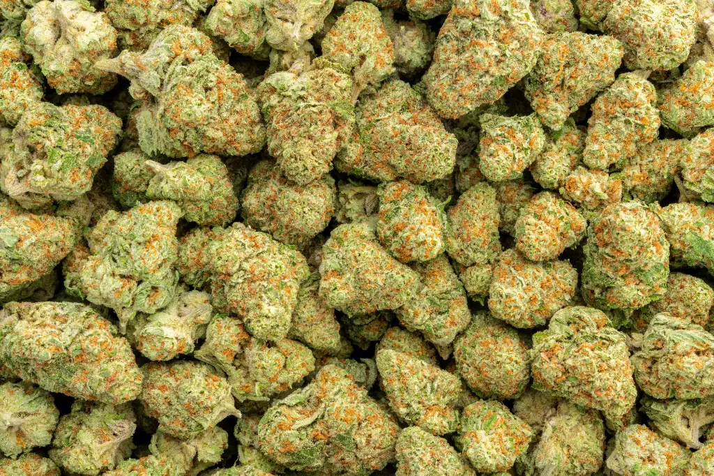 Orange Creamsicle Indoor