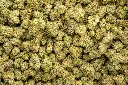 Oreoz Indoor Smalls