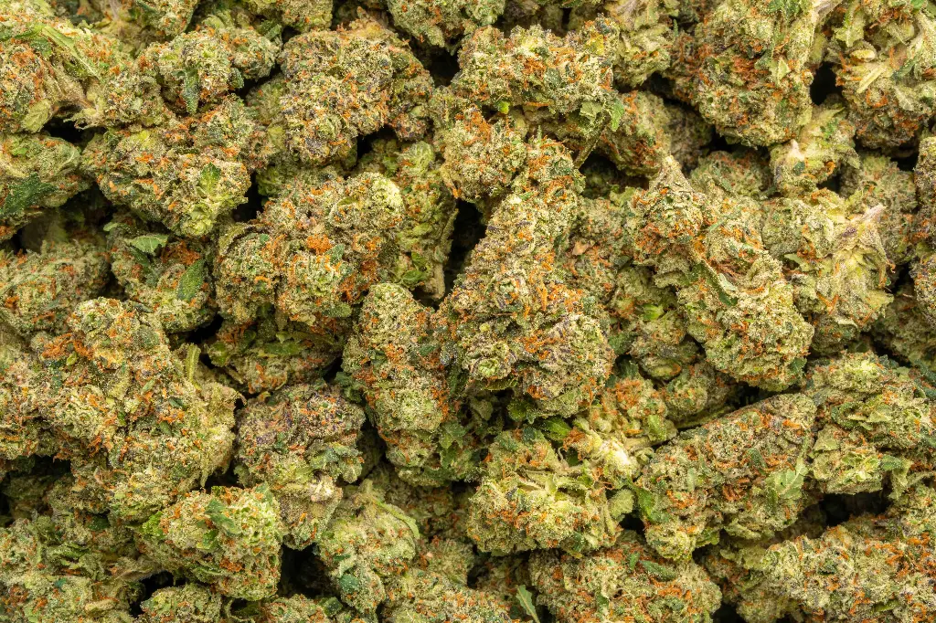 Red Bullz Indoor