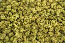 Sour Kush Breath Smalls