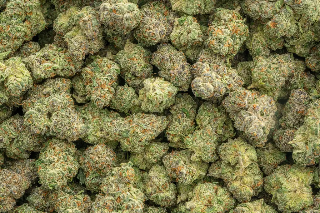 Stardawg Guava Indoor