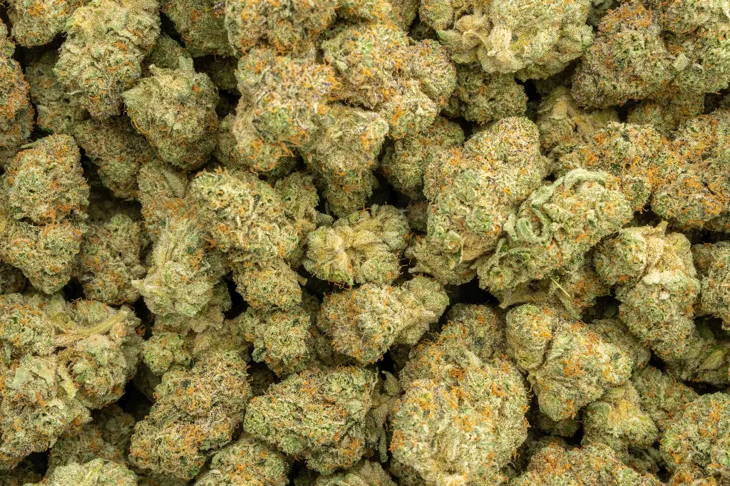 Apple Sherbet Indoor