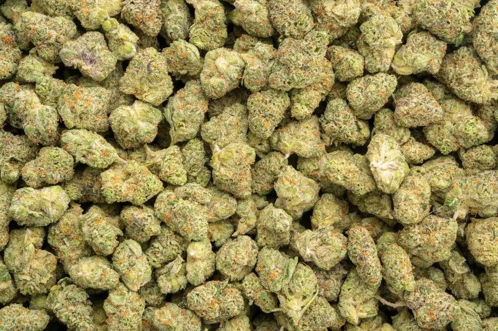 Apple Sherbet Indoor Mediums 