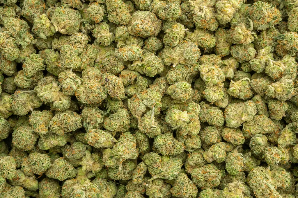 Apple Sherbet Indoor Mediums 