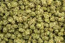 Apple Sherbet Indoor Mediums 
