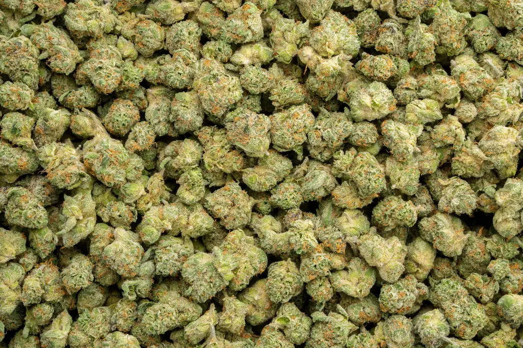 Apple Sherbet Indoor Smalls