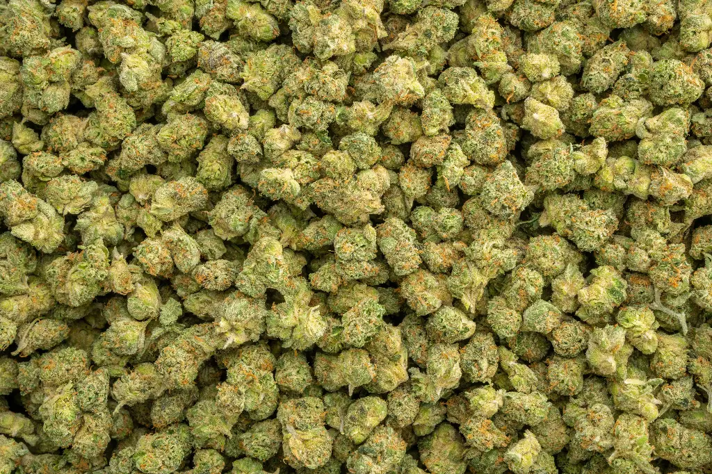 Apple Sherbet Indoor Smalls