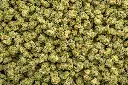 Apple Sherbet Indoor Smalls