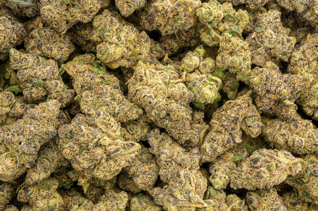 Vice City Runtz Indoor