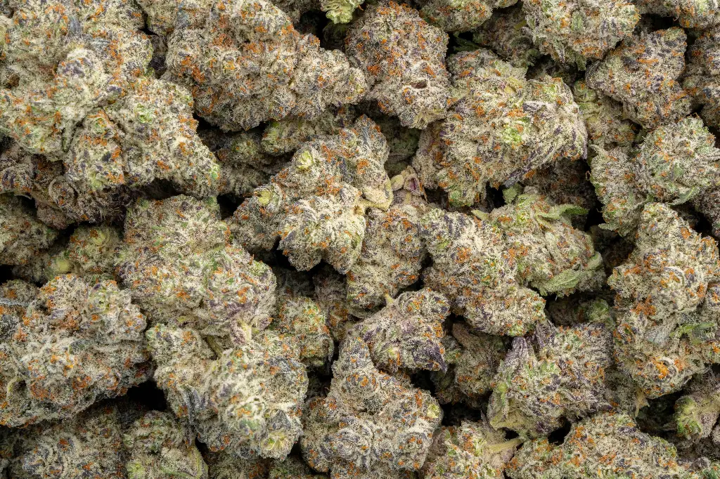 White Truffle Indoor