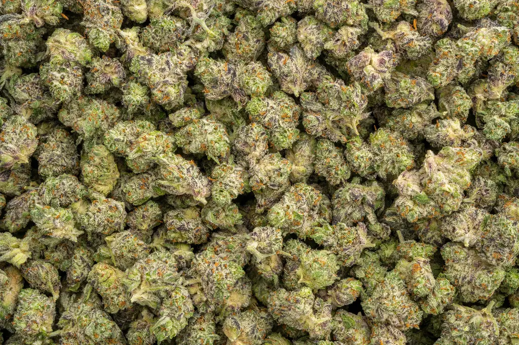 White Truffle Indoor Mediums