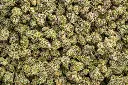White Truffle Indoor Mediums
