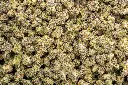 White Truffle Indoor Smalls