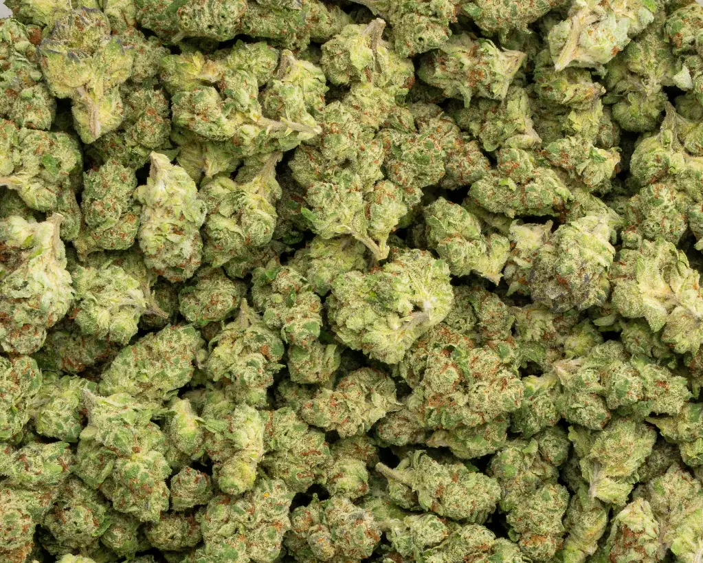 Bananaconda Indoor