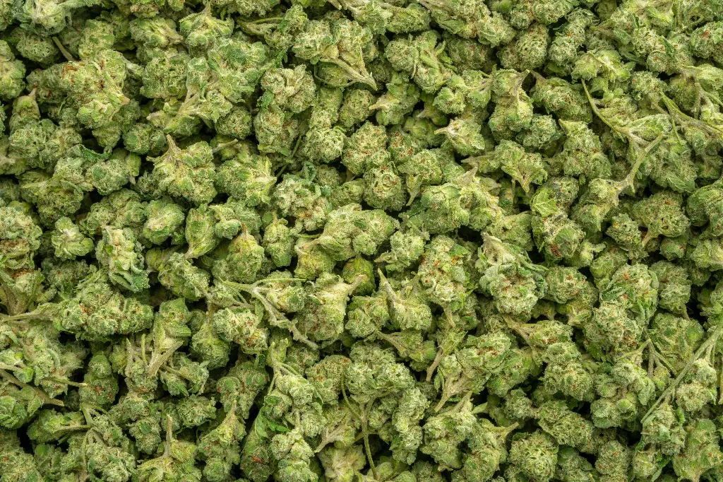 Bananaconda Indoor Smalls