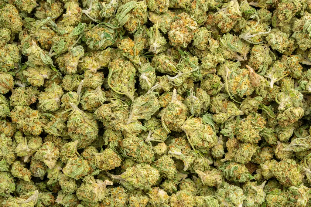 Banana Cooler Smalls