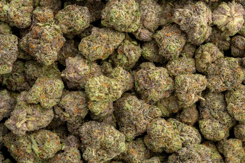 Amaretti Limon Runtz Indoor