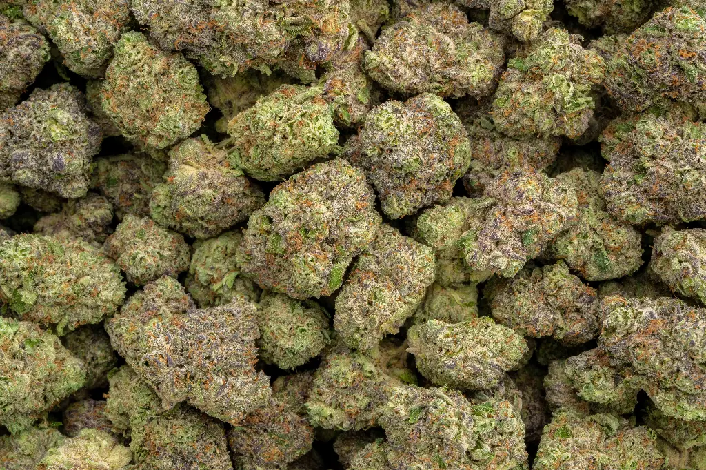 Amaretti Limon Runtz Indoor