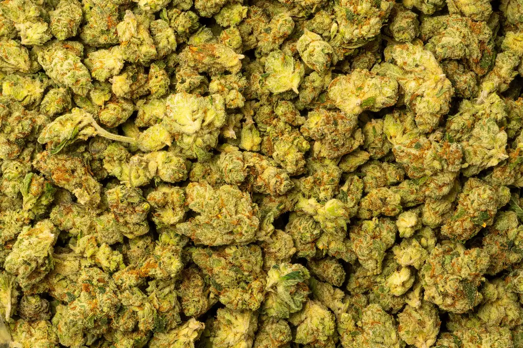 Blueberry Blast Indoor Smalls