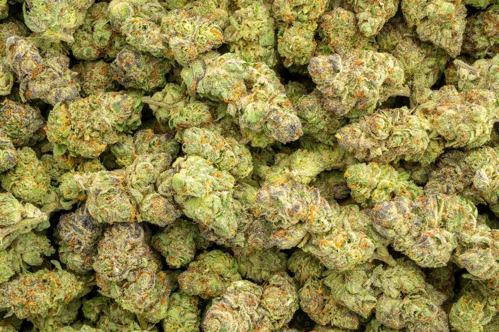 Blackberry Caviar Indoor