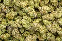 Blackberry Caviar Indoor