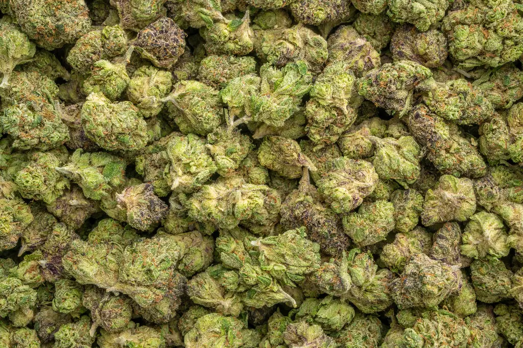 Lipsmackerz Indoor Mediums