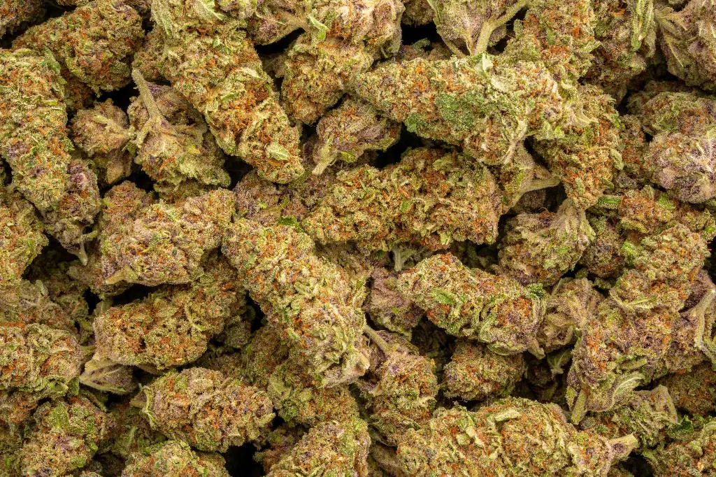 Blueberry Pancakes Indoor