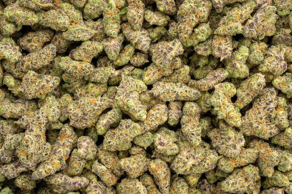 Gelonade Indoor Smalls