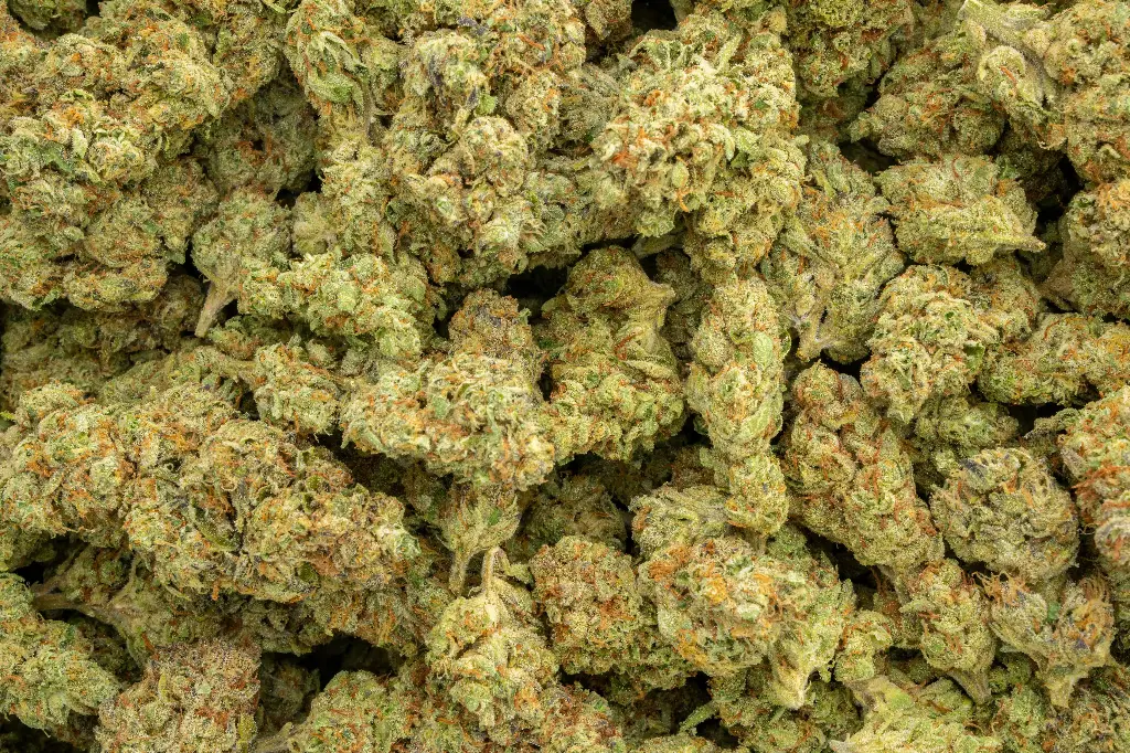 Blue Cherry Gelato